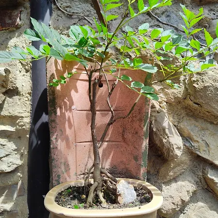 Szálloda Dona Gaudiosa